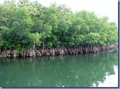 7042 Biscayne National Park FL Glass Bottom Boat - red mangrove trees