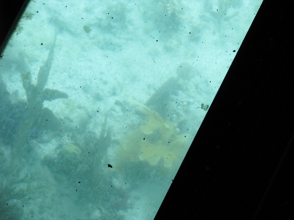 [7079 Biscayne National Park FL Glass Bottom Boat - Coral Reef[3].jpg]