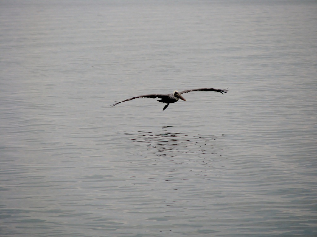 [7087 Biscayne National Park FL Glass Bottom Boat - Brown Pelican[3].jpg]
