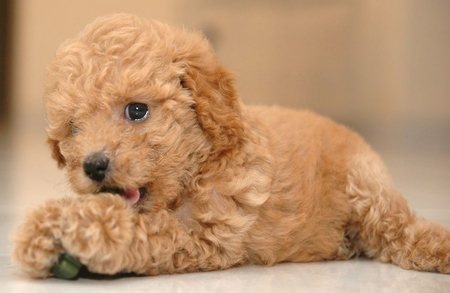 [toy poodle puppy[2].jpg]