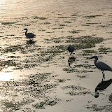 IMG_0595.JPG