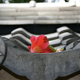 IMG_2387.JPG