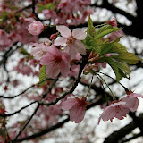 IMG_5130.JPG