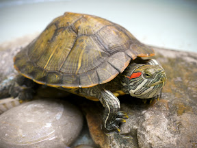 Turtle in Xian (China, 2010)