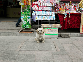 A mean watchdog in Pingyao (China, 2010) A mean watchdog in Pingyao (China, 2010)