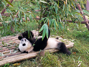 (China, 2010)