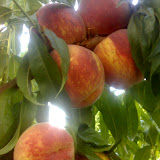 30-08-06_0723.jpg