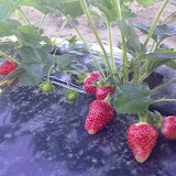 Fragole.jpg