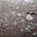 Shield Lichen