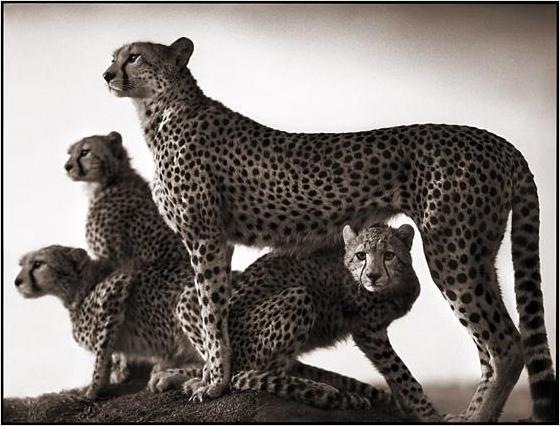 [Cheetah And Cubs[8].jpg]