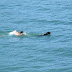 No sé, pero no creo que ni Michael Phelps sea capaz de alcanzar al perro...