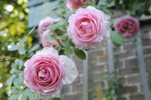 Claus_20100616_163954