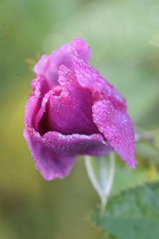 claus20101013_074057