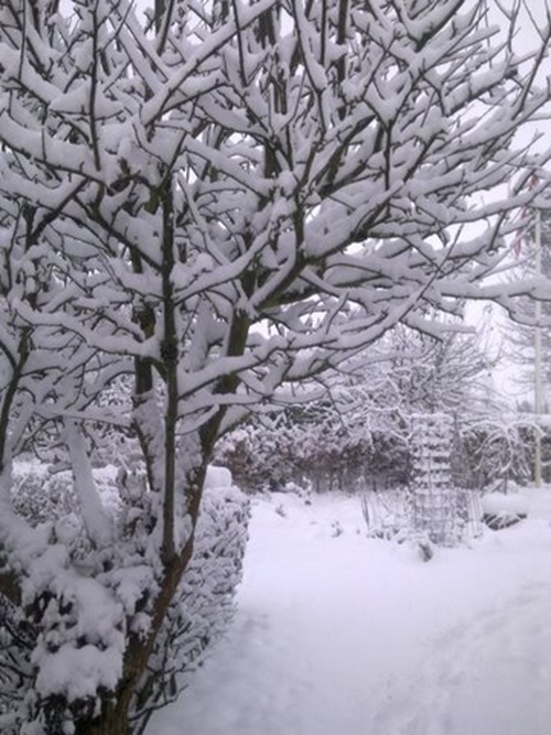 Vinterbilleder 2010 011