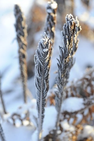 claus20101222_093613