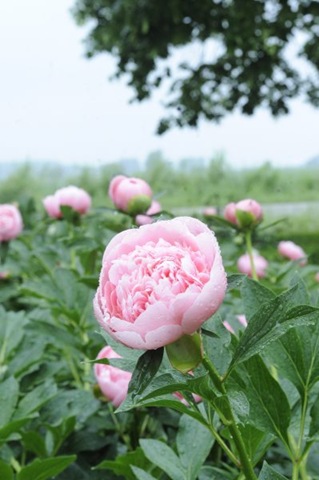 [claus_20100610_090633[3].jpg]