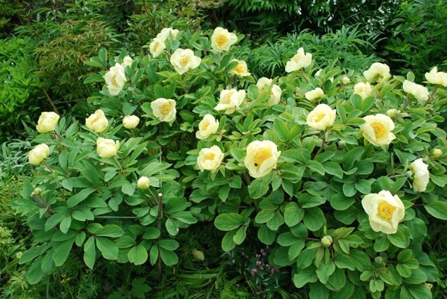 [6. Paeonia mlokosewitschii[3].jpg]