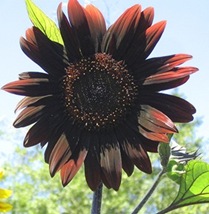 Chocolate_Sunflower_4