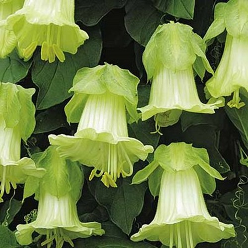 Cup and Saucer Vine