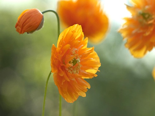 Meconopsis cambrica