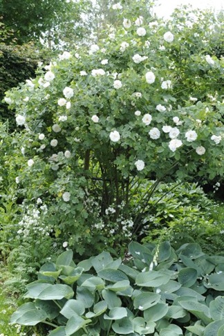 claus20100630_111257