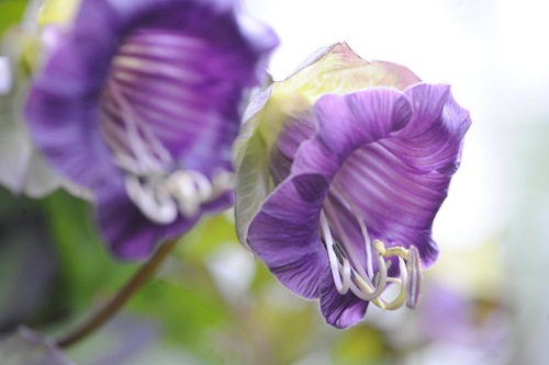 _DSC6563_thumb[1]