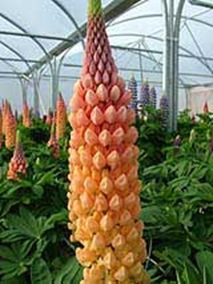 Lupinus'SalmonStar'160504[1]