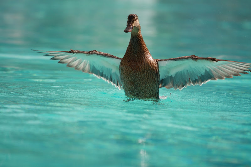 IMAGE: http://lh4.ggpht.com/_z5C-Yc-BZ5Y/SfensWYfa9I/AAAAAAAAAMk/xqAO-3wTuBQ/s800/IMG_3729.JPG