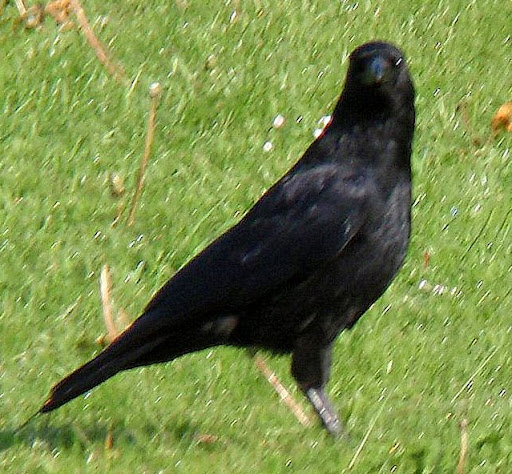 Town Raven