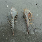 sea snail
