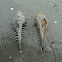 sea snail