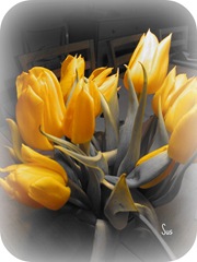 Tulipaner, picniked