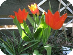 Tulipaner1, picniked