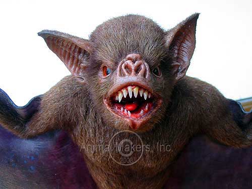 and only Vampire+at+wings vampire bats sleeping. and only Vampire+at+wings