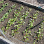 Beets "Detroit Dark Red"