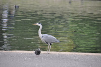 20100520_727_N_London .JPG Photo
