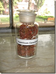 hypericum canariensis - specimen identification is pharmacology