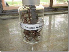 Gravillea Robust-shah blot- pharmacology lab specimen identification