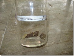 glycerrizea specimen