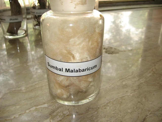 [sumbal malabaricum[2].jpg]