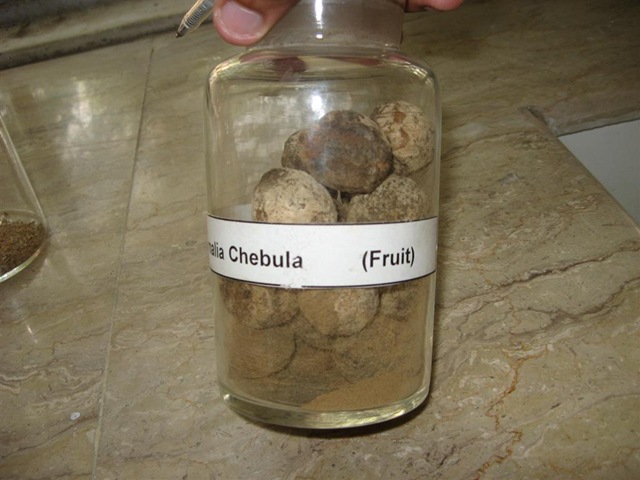 [termmalia chebula fruit specimen pharmacology lab[2].jpg]