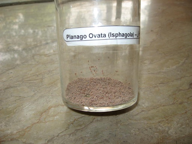 [planago ovata (isphagola) specimen[2].jpg]