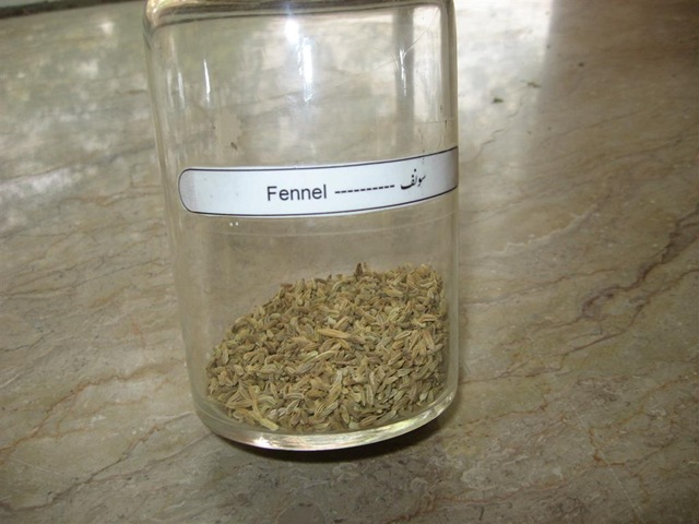 [fennel specimen pharmacology lab specimen[2].jpg]
