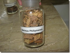 mallotus philipinesis pharmacology specimen