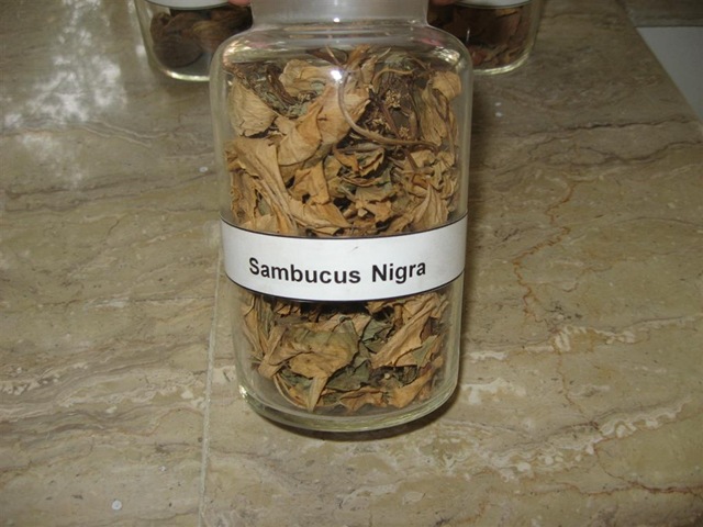 [sambucus nigra pharmacology specimen[2].jpg]