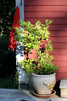 Lemon tree loving the heat! Lemon tree loving the heat!