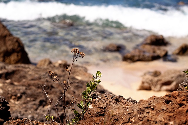[HawaiiBlog014[4].jpg]