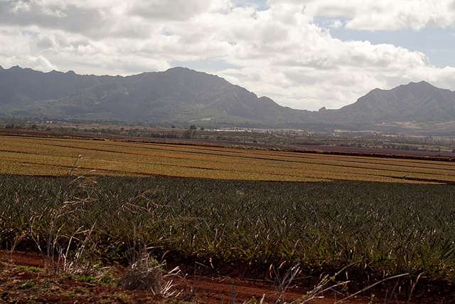 [HawaiiBlog017[4].jpg]