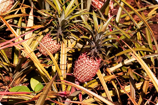 HawaiiBlog019