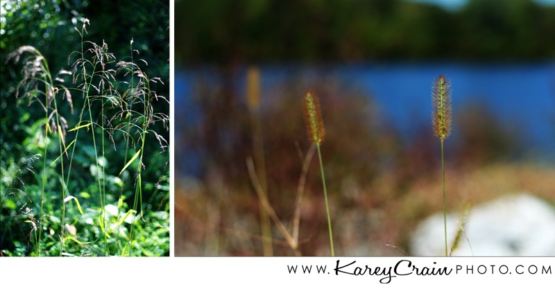 centennial-nature-collage2